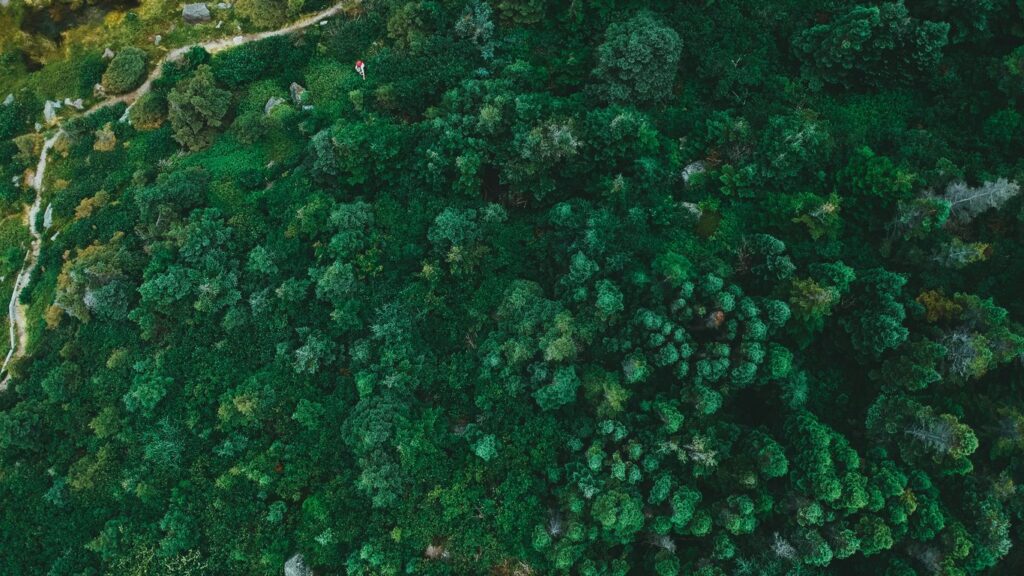 aerial view of green trees during daytime