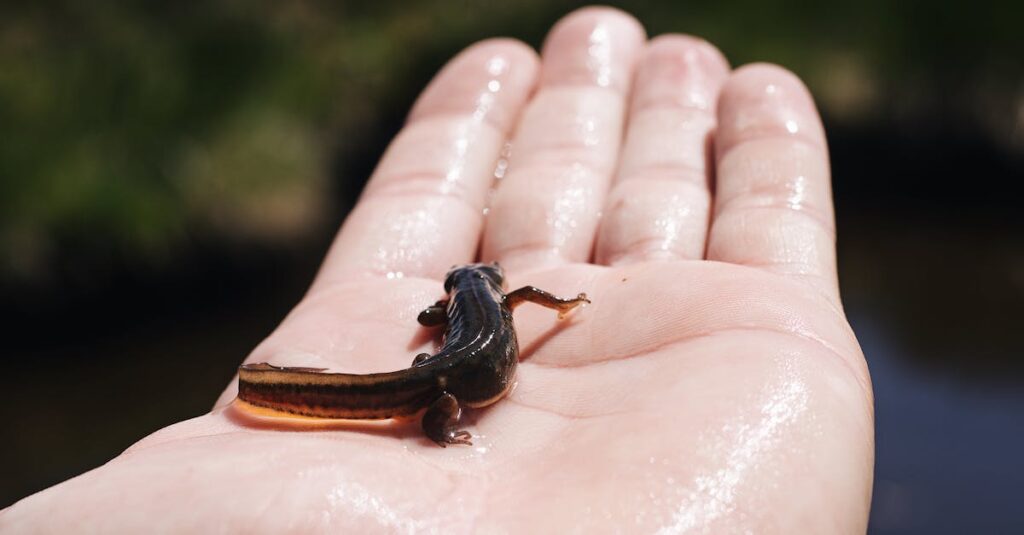 Biodiversitätsbewertung: A small salamander rests on a wet human hand, surrounded by natural sunlight.