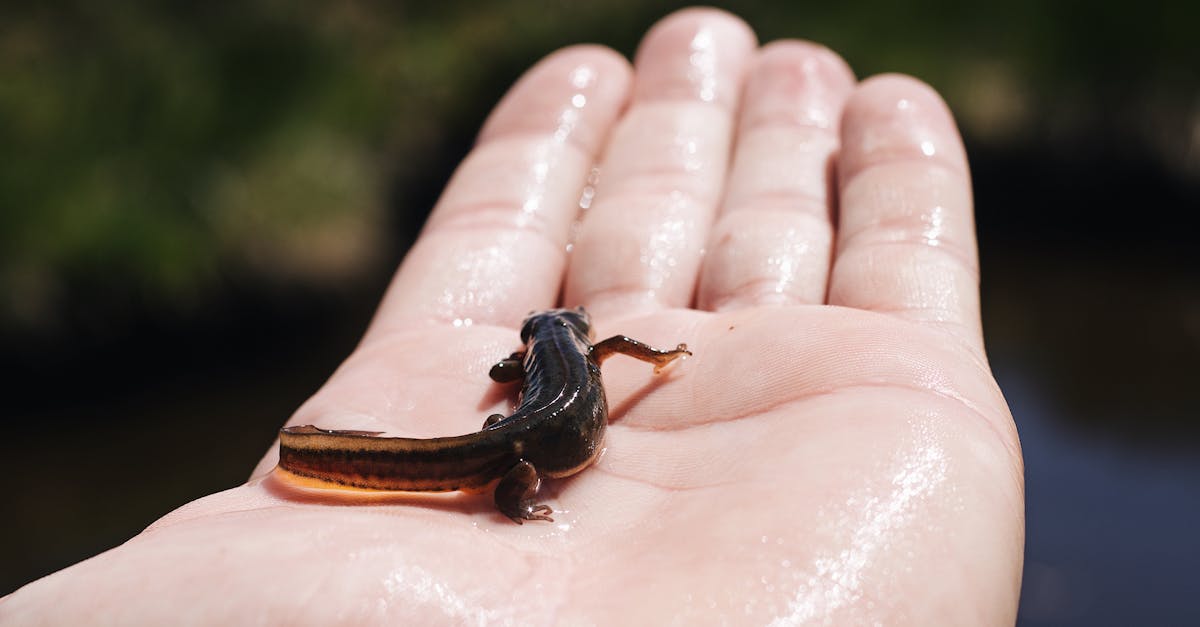 Biodiversitätsbewertung: A small salamander rests on a wet human hand, surrounded by natural sunlight.